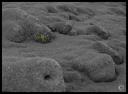 vegetation