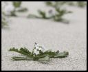 vegetation